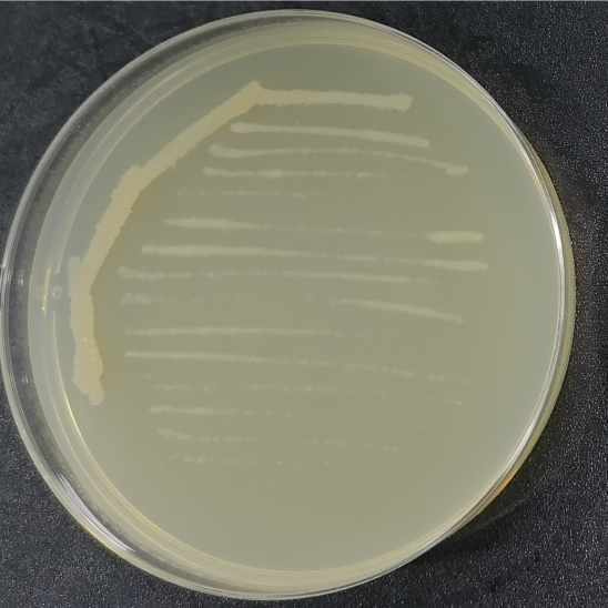 Bacillus licheniformis-BNCC
