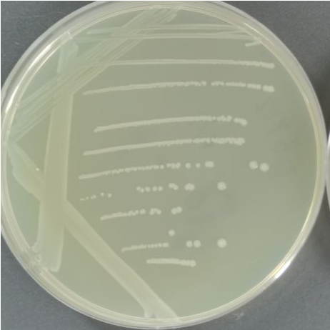 Listeria monocytogenes-BNCC