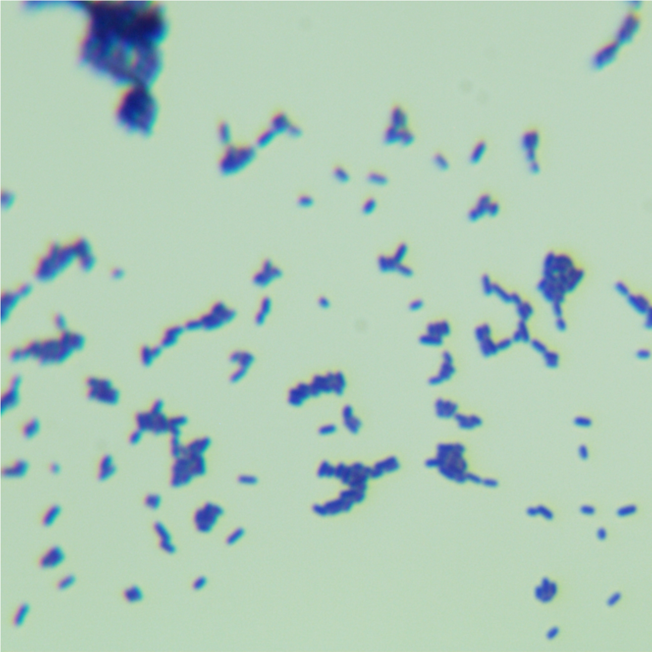 Listeria monocytogenes-BNCC