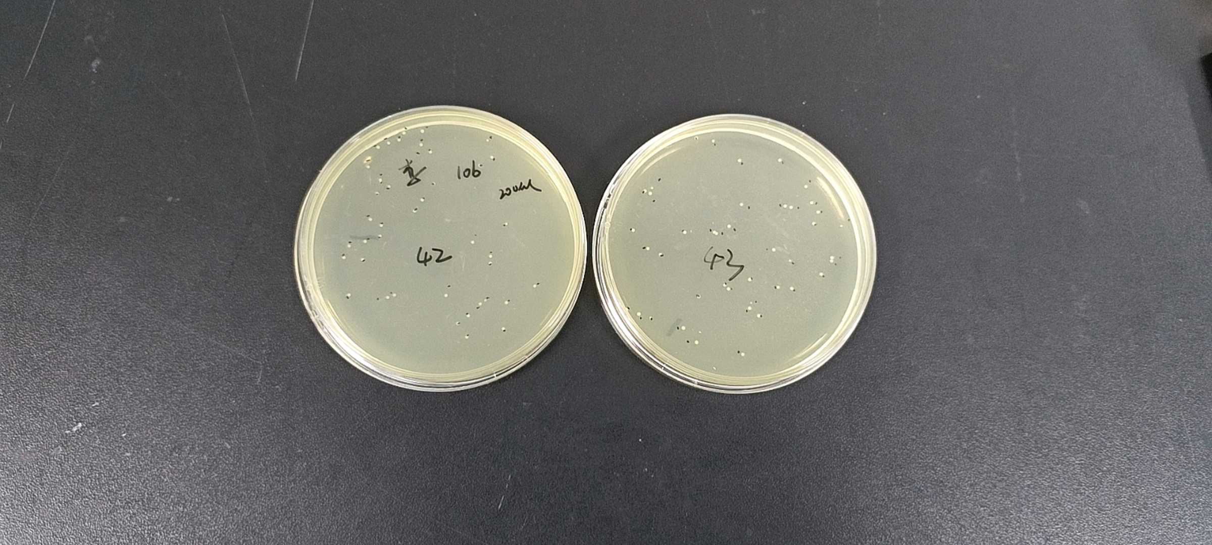 Listeria monocytogenes-BNCC