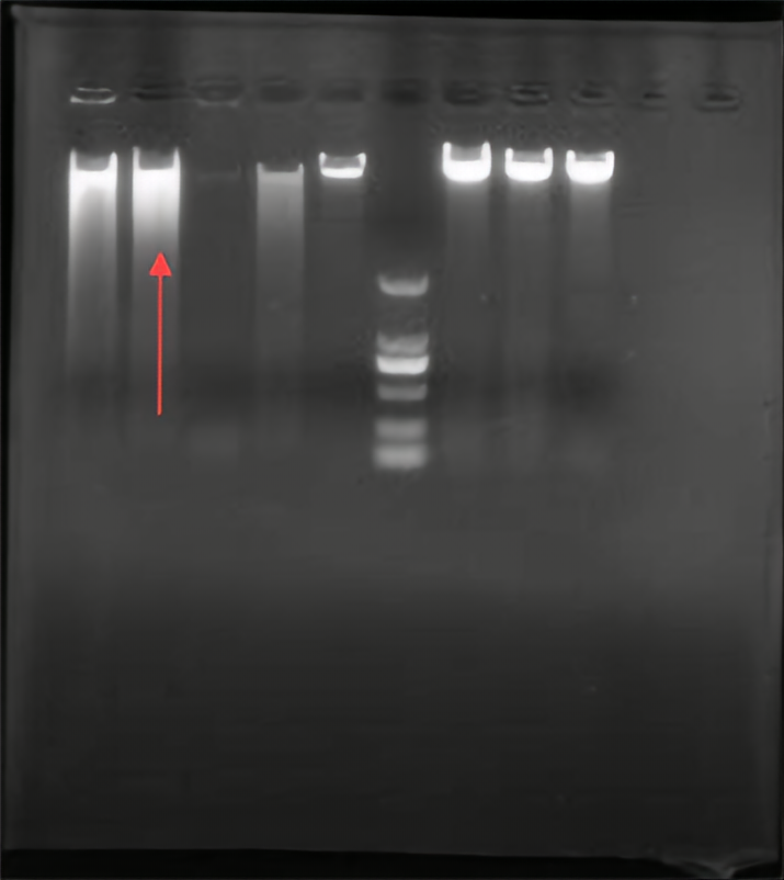 Streptococcus mutans-BNCC