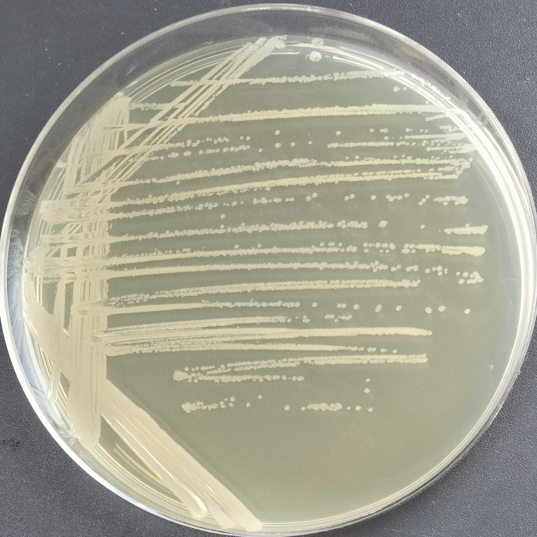 Thermophilic Bacillus subtilis-BNCC
