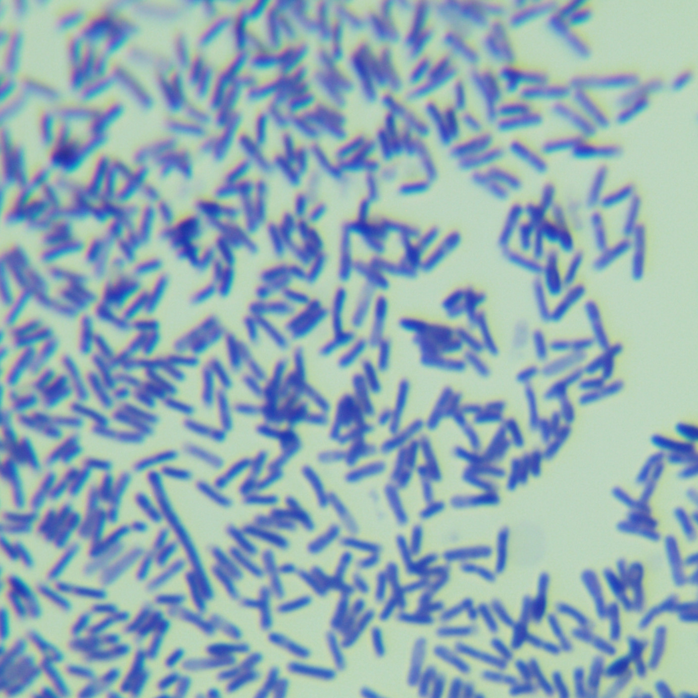 Thermophilic Bacillus subtilis-BNCC