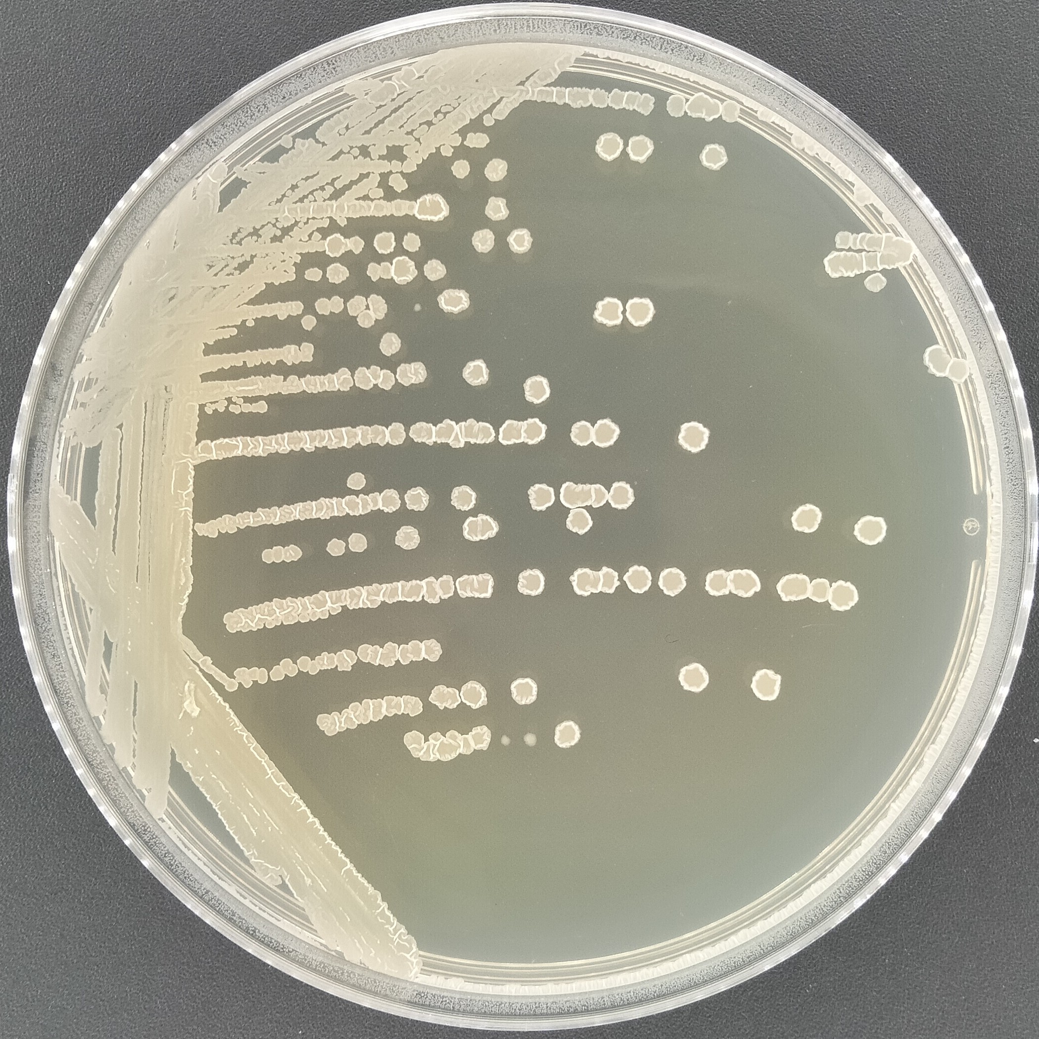 Bacillus subtilis subspecies-BNCC