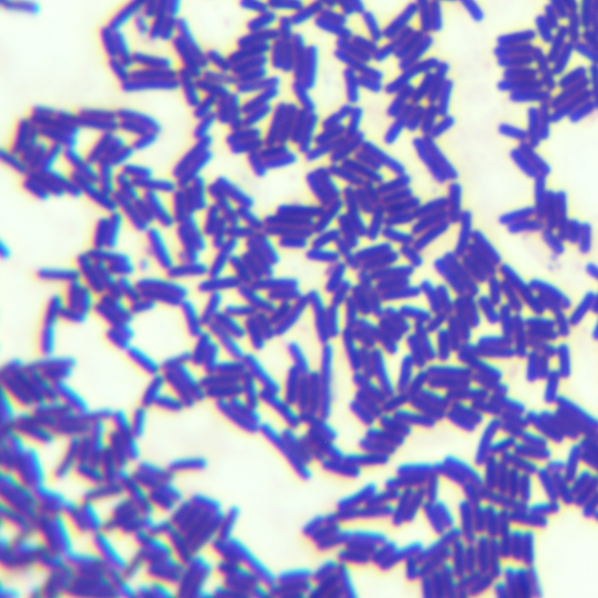 Bacillus subtilis subspecies-BNCC