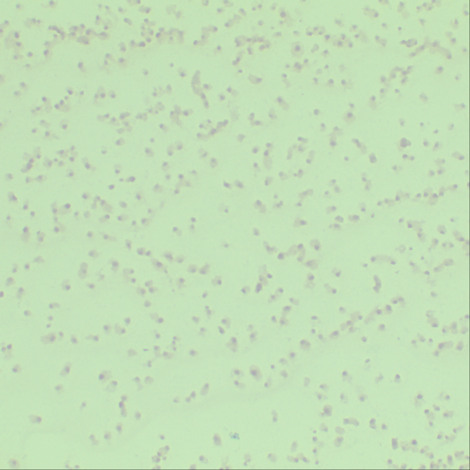 Vibrio harzianum-BNCC