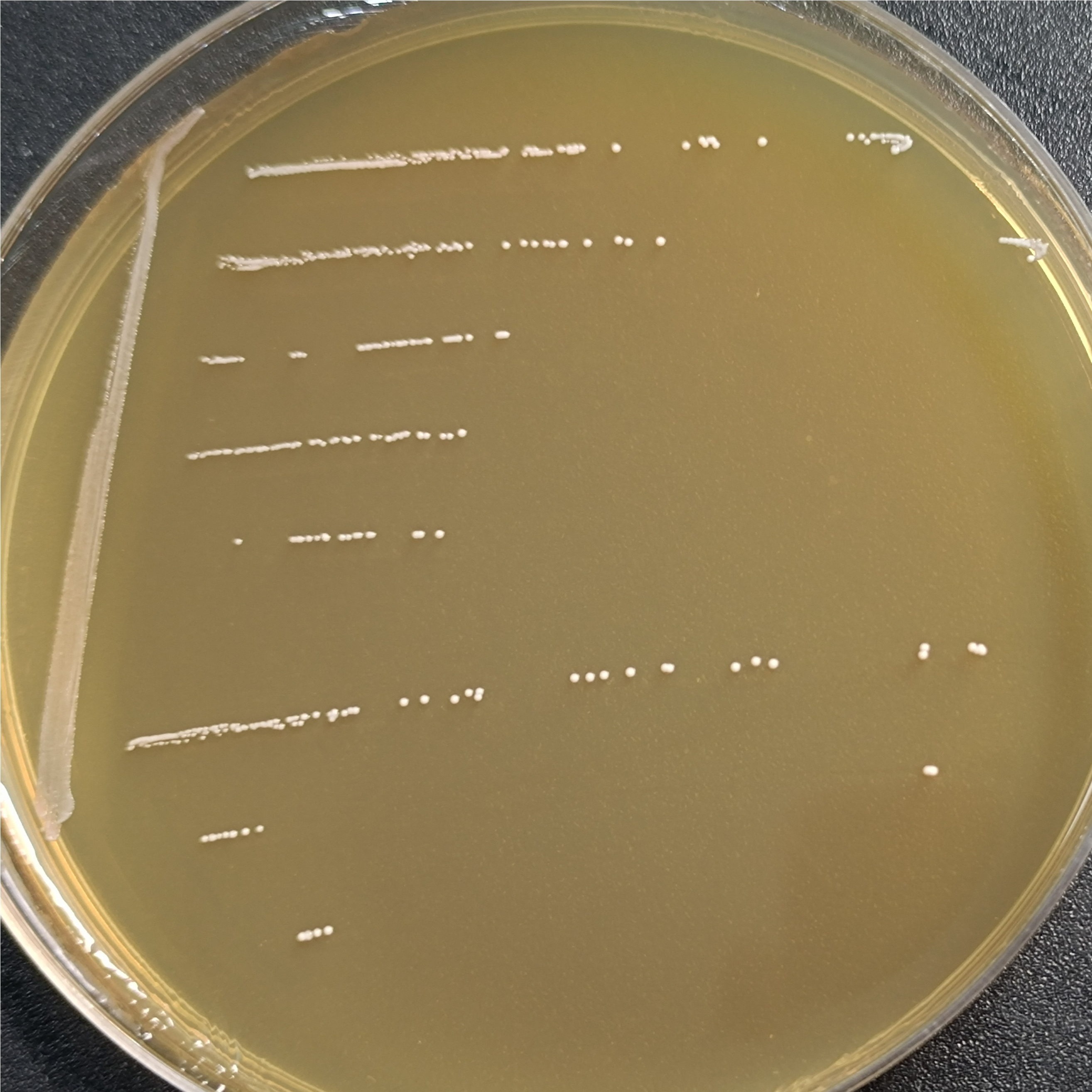 Enterococcus faecalis-BNCC