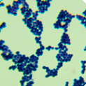 Enterococcus faecalis-BNCC