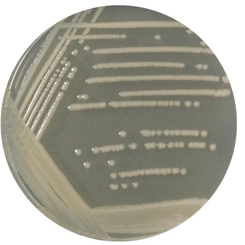 Escherichia coli (E. coli)-BNCC