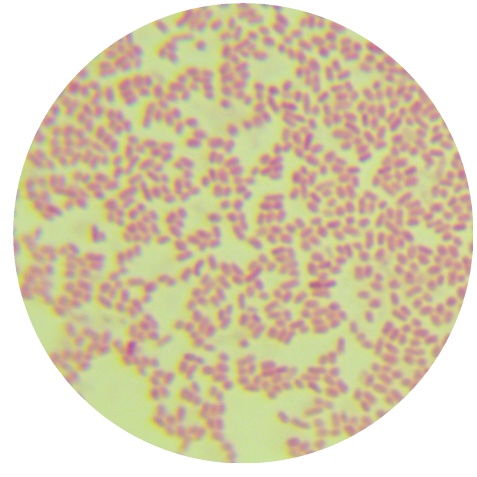 Escherichia coli (E. coli)-BNCC