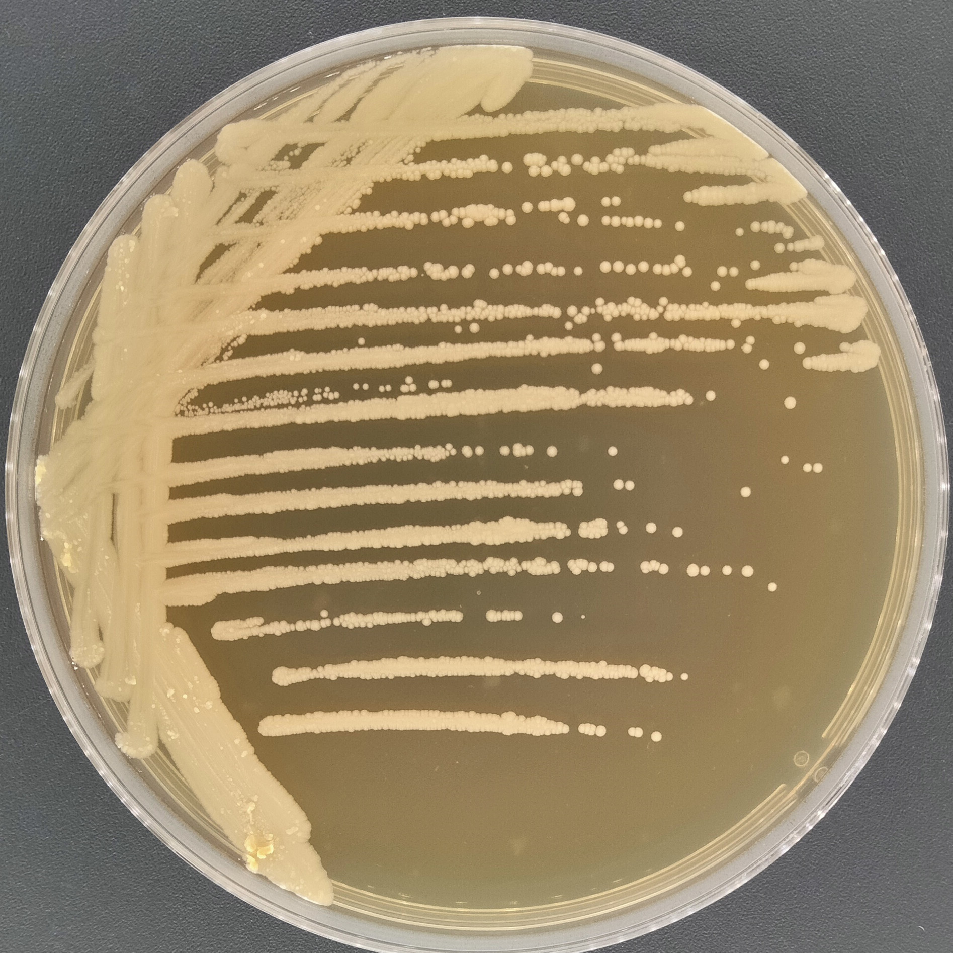 Dry rod bacteria-BNCC