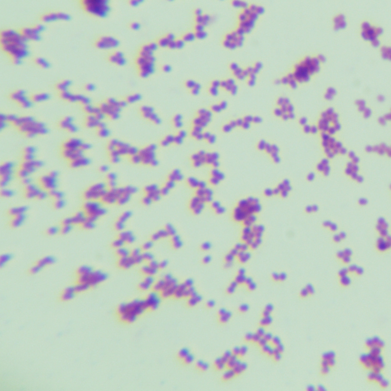 Dry rod bacteria-BNCC