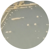 Candida bodhi-BNCC