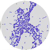 Candida bodhi-BNCC