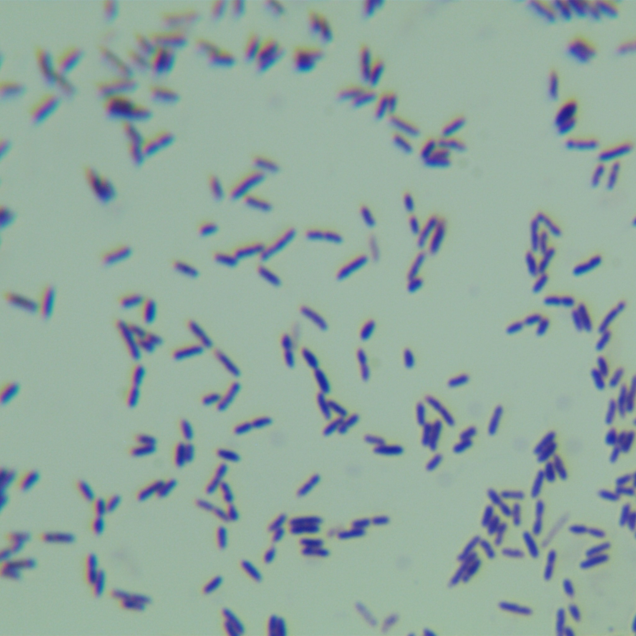 Salt tolerant Bacillus subtilis-BNCC