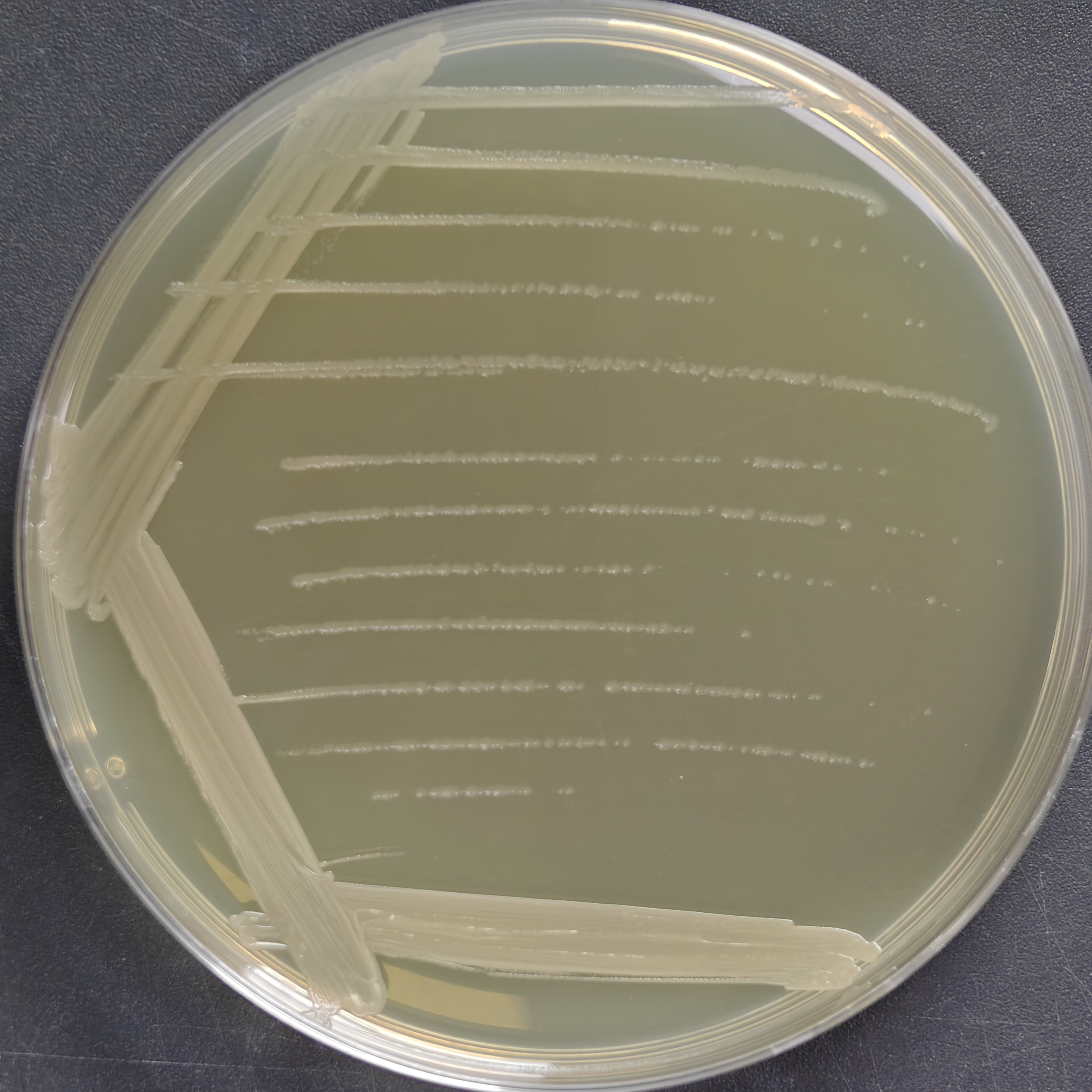 Salt tolerant Bacillus subtilis-BNCC