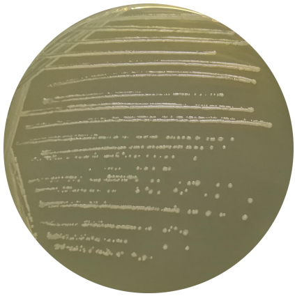 Listeria monocytogenes-BNCC