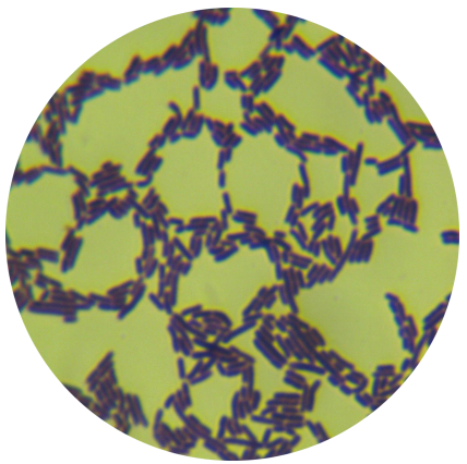 Listeria monocytogenes-BNCC