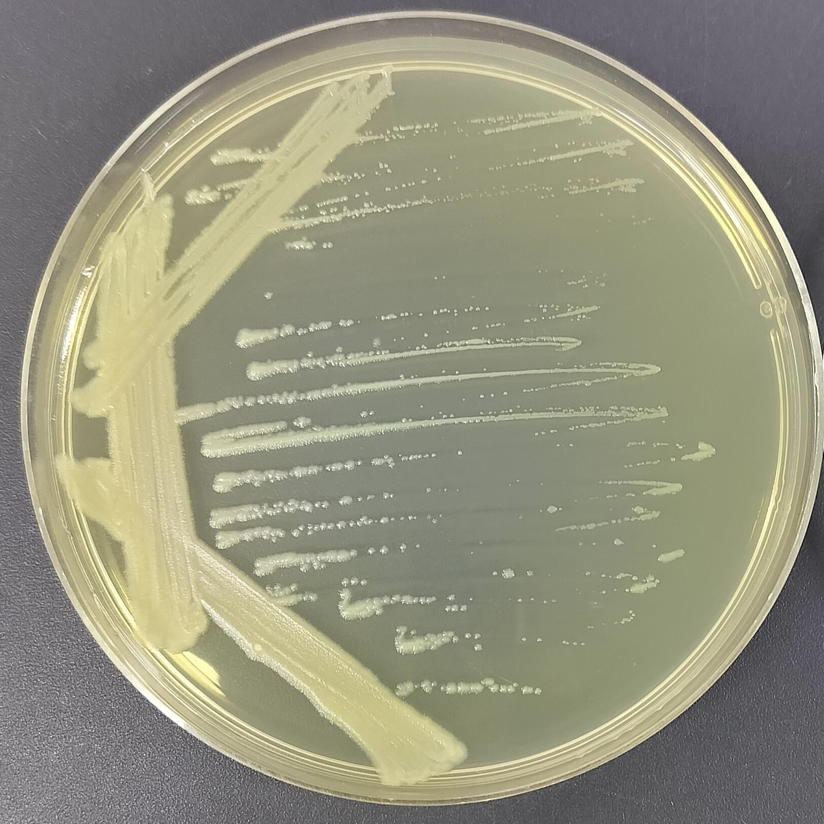 Salt tolerant Bacillus-BNCC