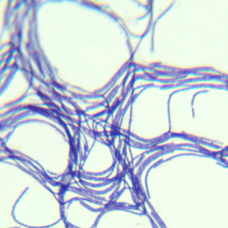 Salt tolerant Bacillus-BNCC