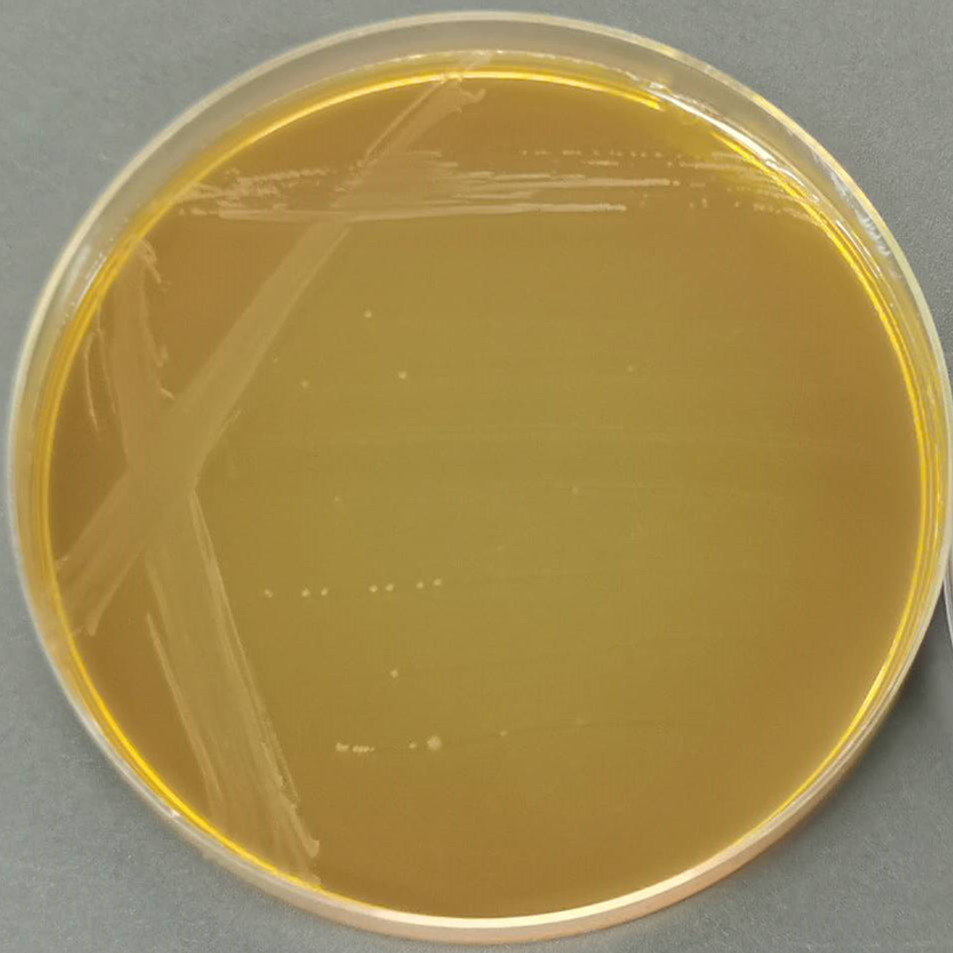 Lactobacillus acidophilus-BNCC