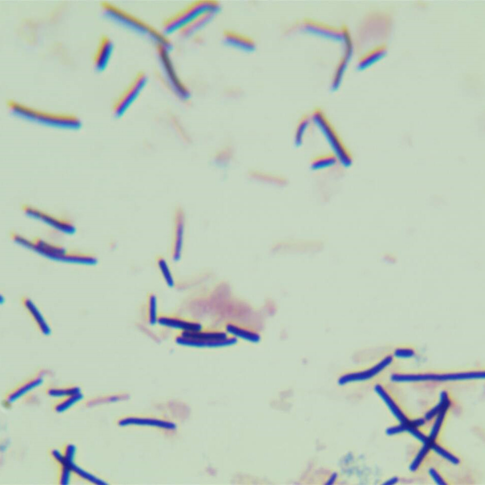 Lactobacillus acidophilus-BNCC