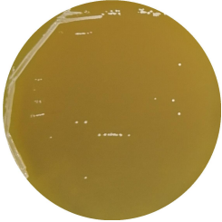 Lactobacillus plantarum-BNCC