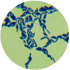 Lactobacillus plantarum-BNCC