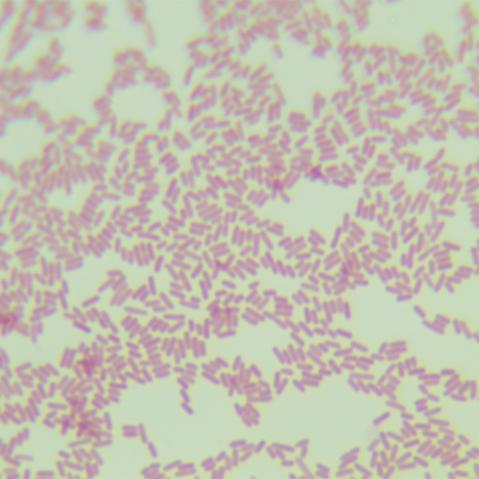 North Korean Bacillus subtilis-BNCC