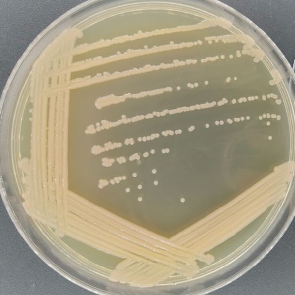 Pan-cultured Bacillus subtilis-BNCC