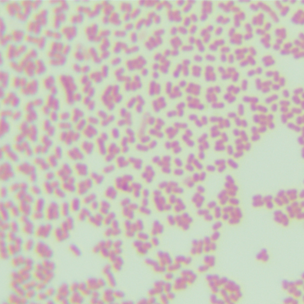 Pan-cultured Bacillus subtilis-BNCC
