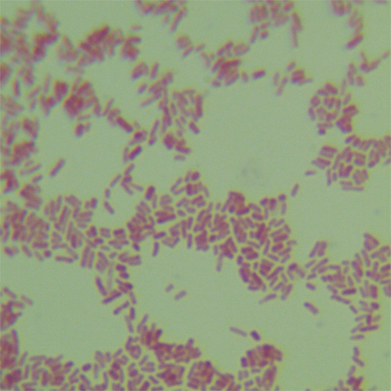Escherichia coli (E. coli)-BNCC