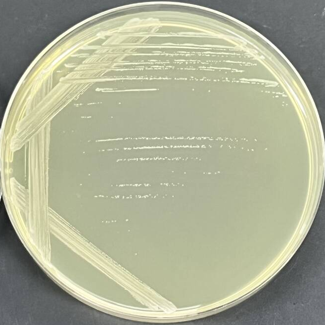 Staphylococcus epidermidis-BNCC