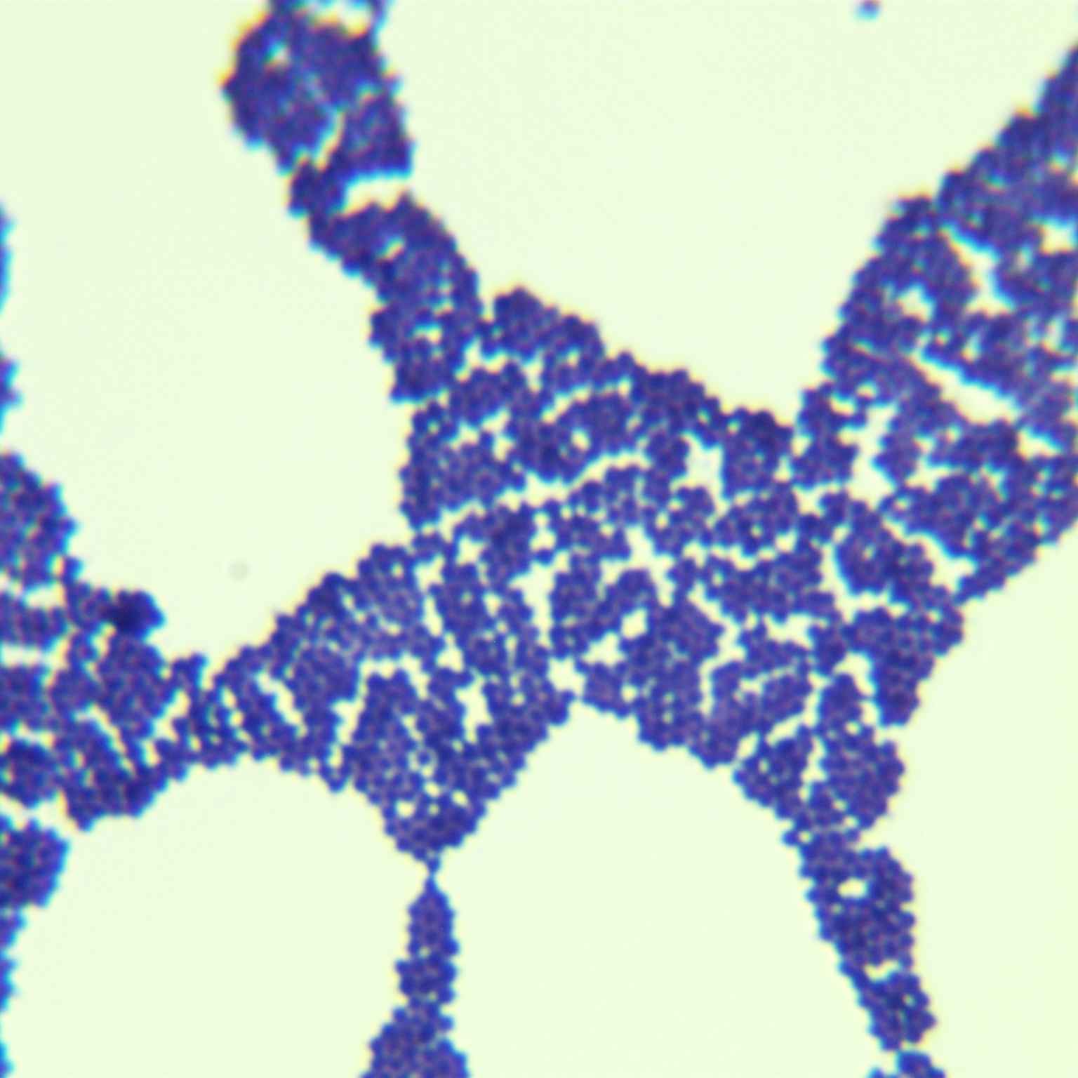 Staphylococcus epidermidis-BNCC