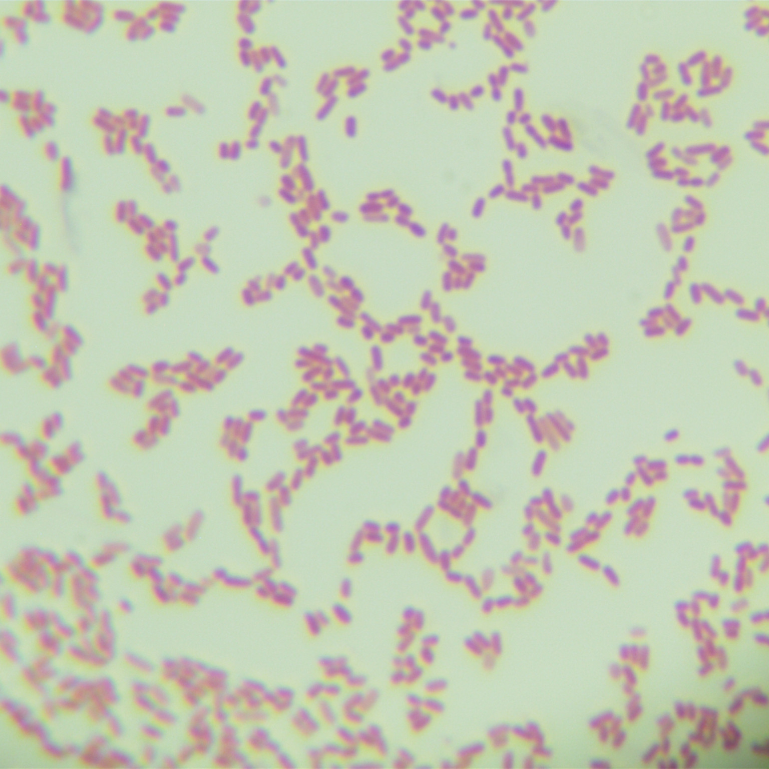 Escherichia coli-BNCC