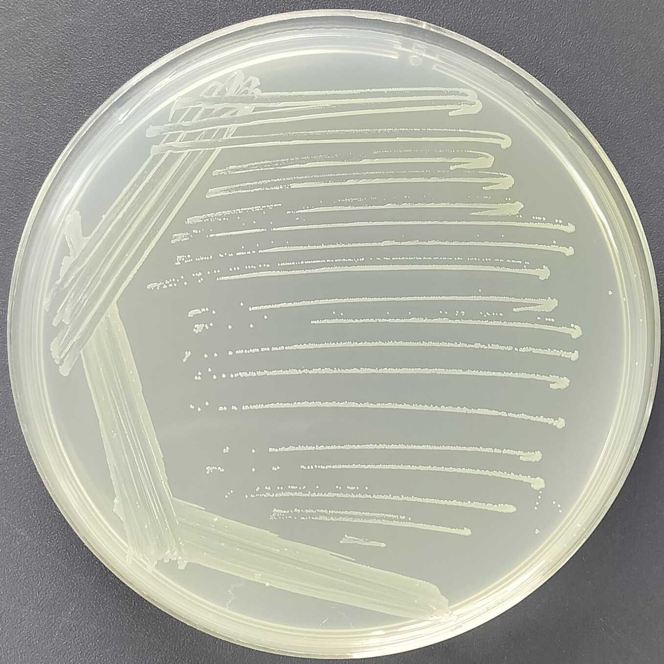 Native Raoul bacteria (Native Klebsiella)-BNCC