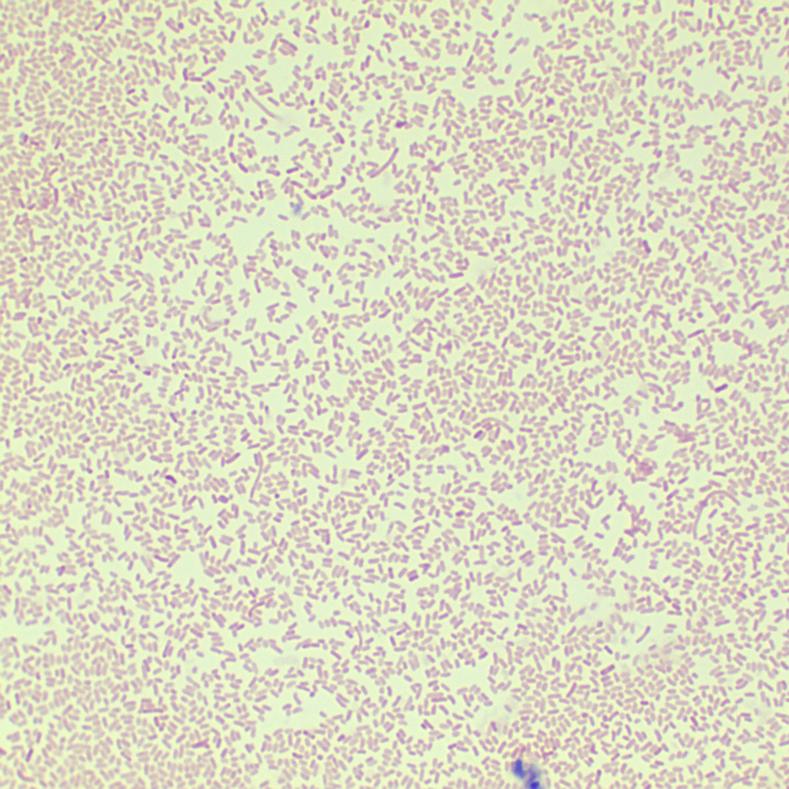 Native Raoul bacteria (Native Klebsiella)-BNCC