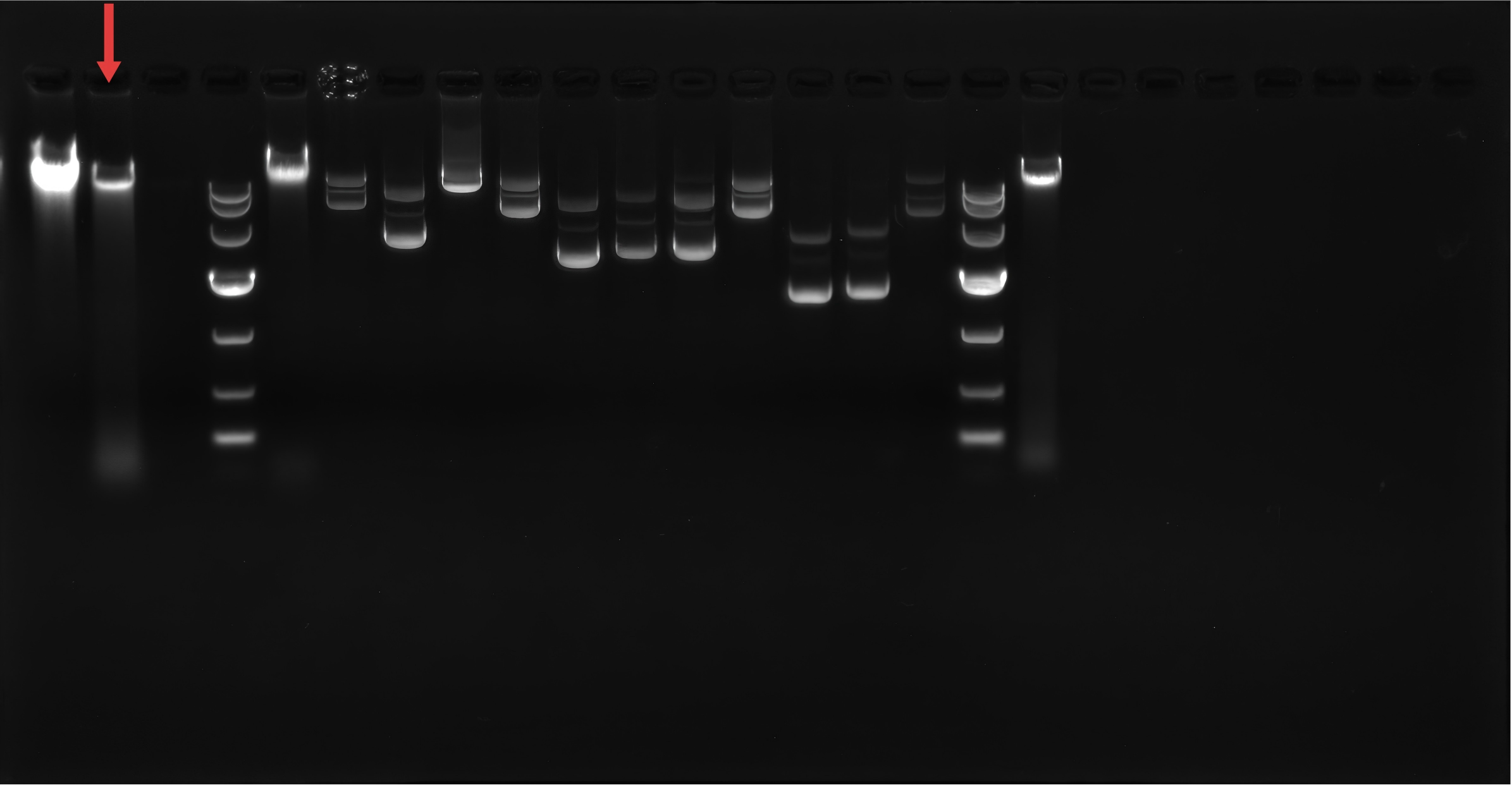 Rhodococcus pyogenes-BNCC