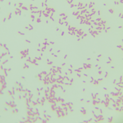 Bacillus lipolyticus-BNCC