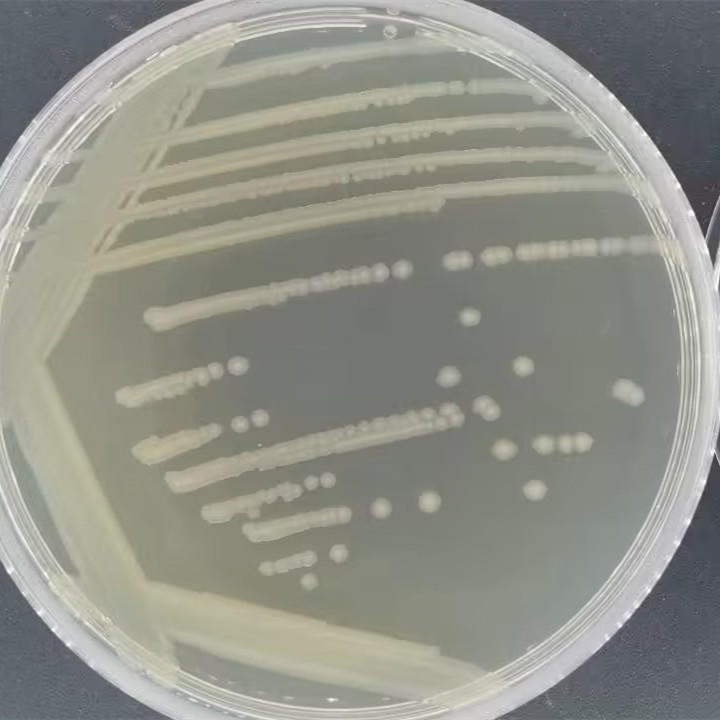 Escherichia coli-BNCC