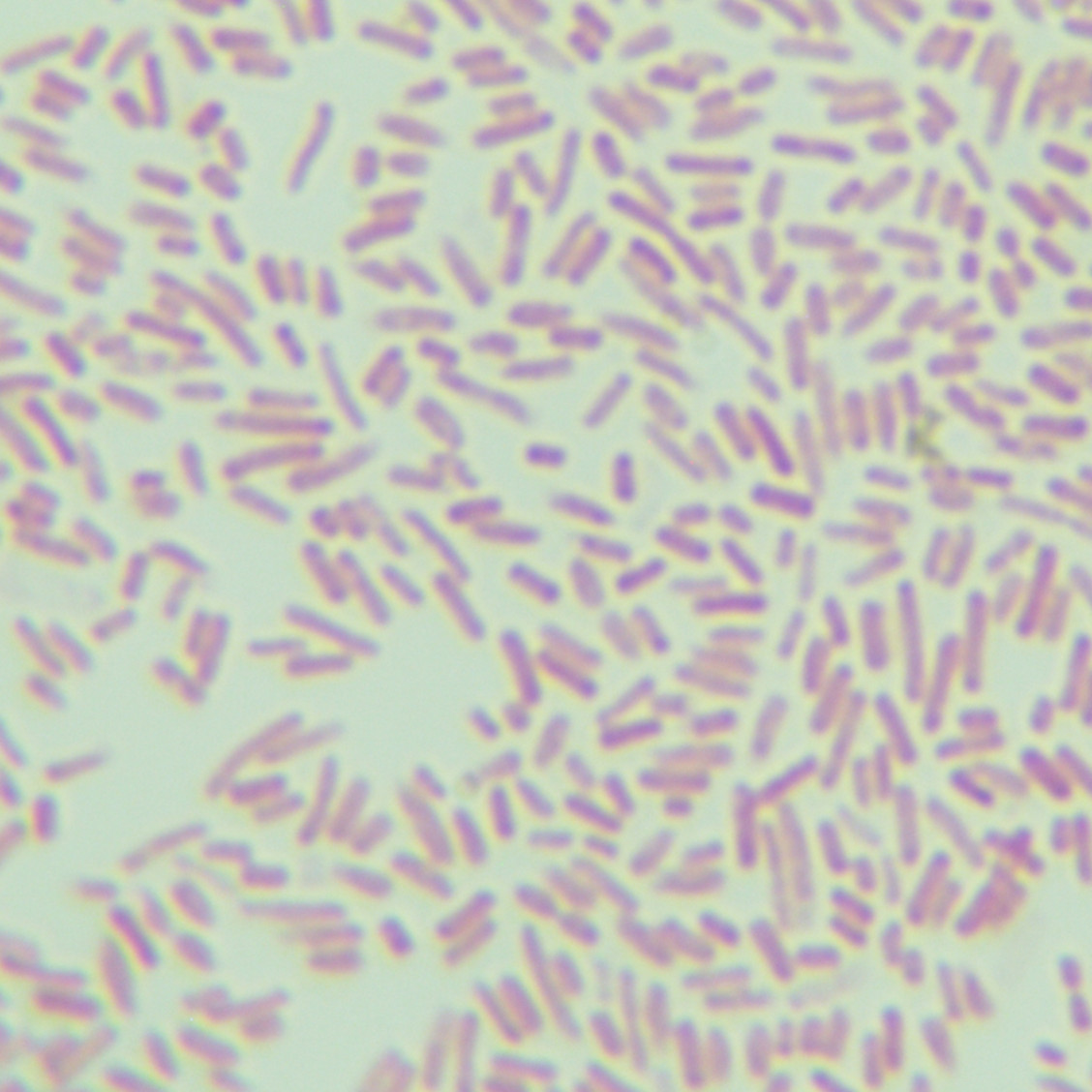 Escherichia coli-BNCC