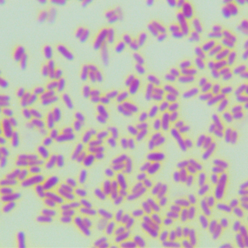 Salmonella enterica Arizona subspecies-BNCC