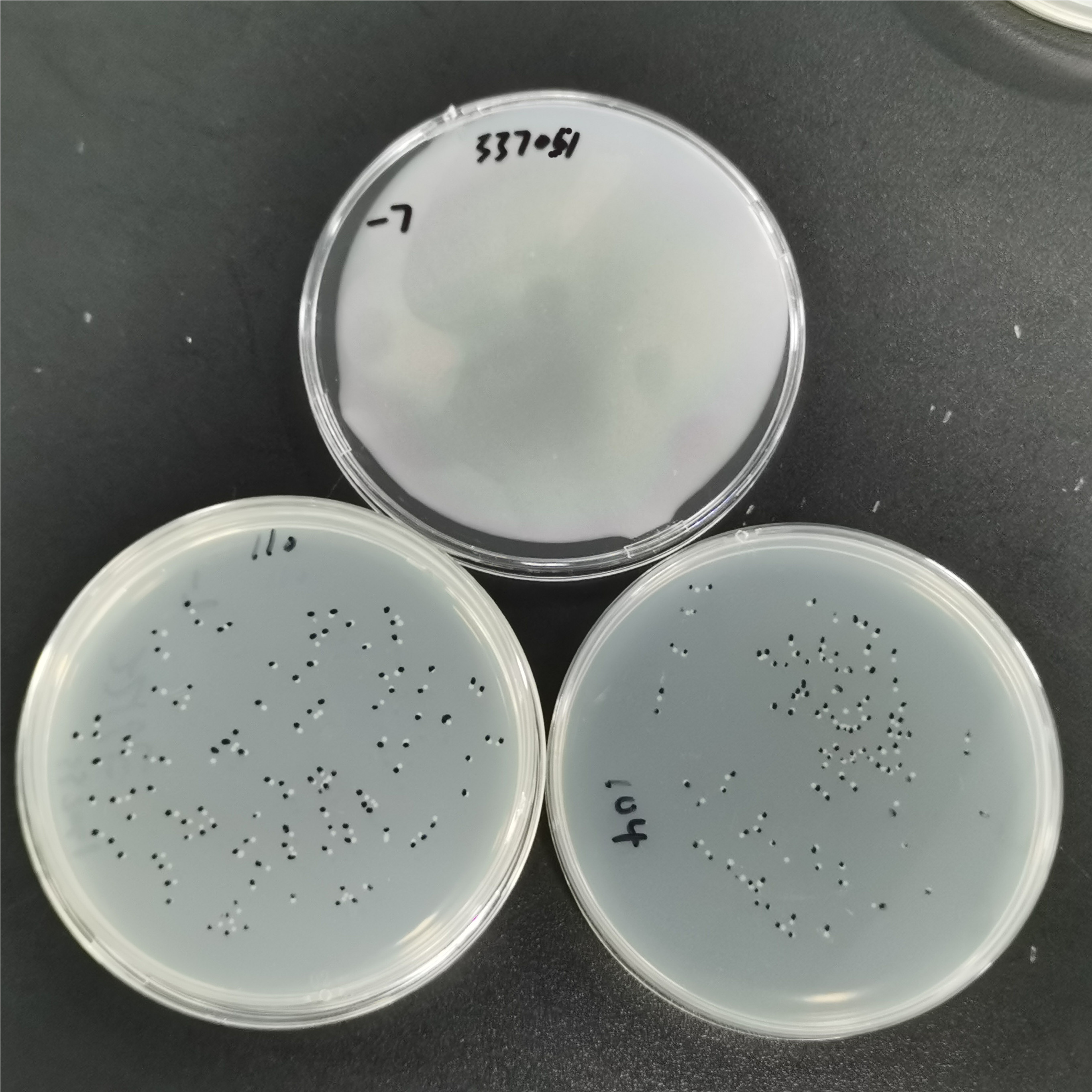 River Vibrio-BNCC