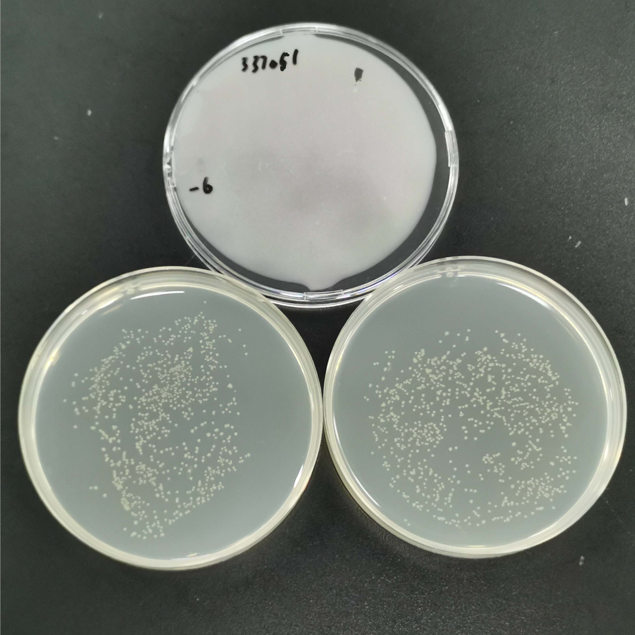 River Vibrio-BNCC