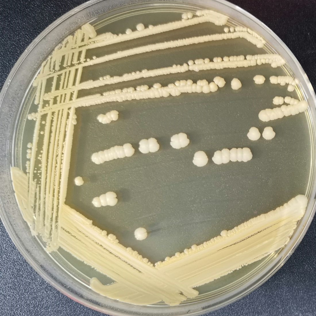 Staphylococcus aureus-BNCC