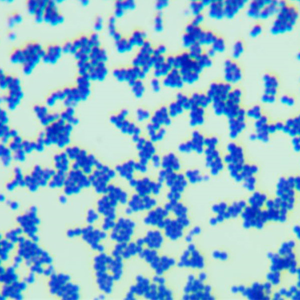 Staphylococcus aureus-BNCC