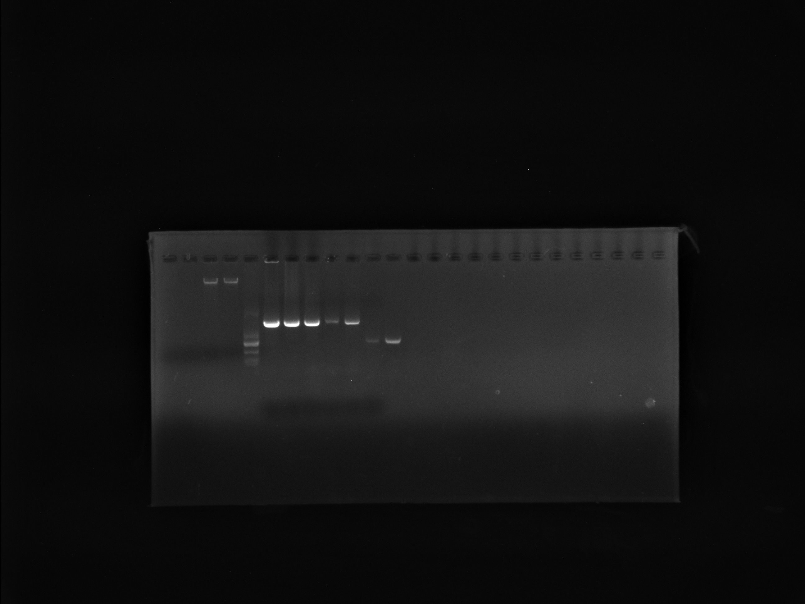 Lactobacillus plantarum-BNCC