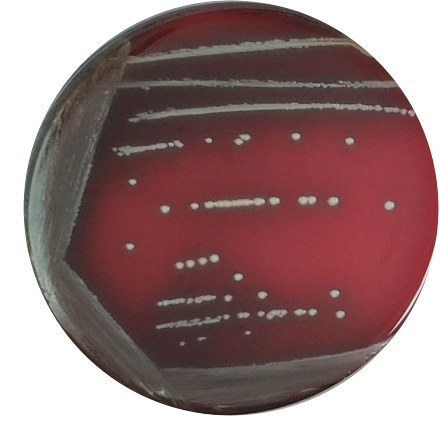 Durable Enterococcus (Streptococcus pyogenes)-BNCC
