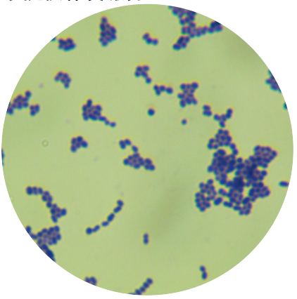 Durable Enterococcus (Streptococcus pyogenes)-BNCC
