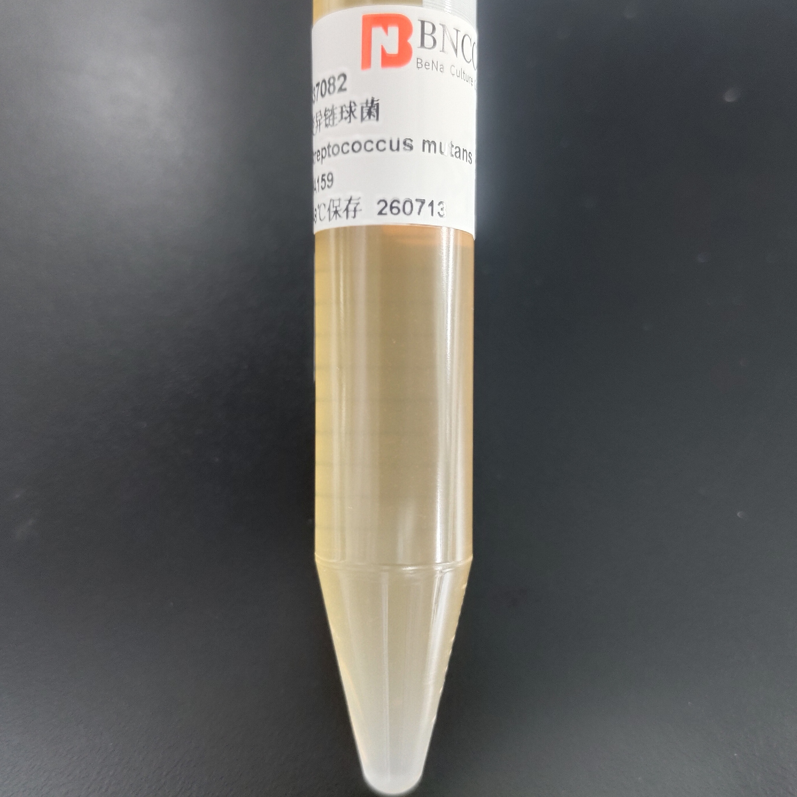 Streptococcus mutans-BNCC